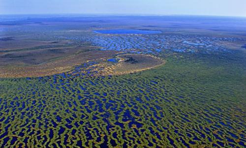Большое Васюганское болото - природный феномен, не имеющий аналогов в мире